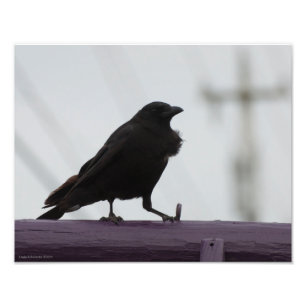 Foto Corvo 11X14 em púrpura