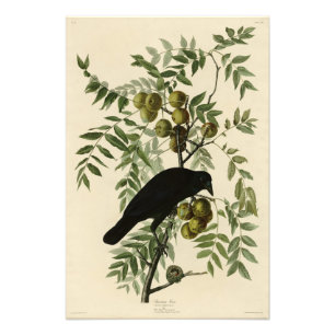 Foto Corvo Americano das Aves da América de John Audubo
