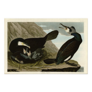 Foto Corvo-comum - das Aves da América de Audubon