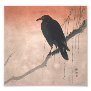 Foto Corvo em um ramo do salgueiro