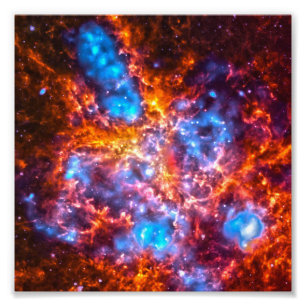 Foto Cosmos Coloridos