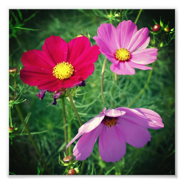 Foto Cosmos Daisy Flower Trio 8x8 (Frente)