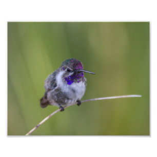 Foto Costa's Hummingbird em agosto