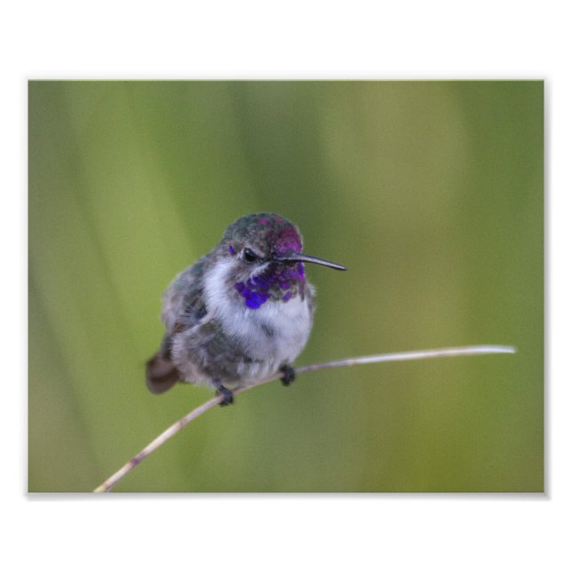 Foto Costa's Hummingbird em agosto (Frente)