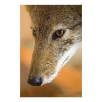 Coyote Closeup