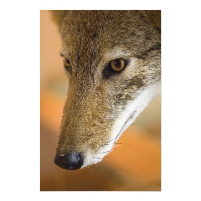 Foto Coyote Closeup (Frente)