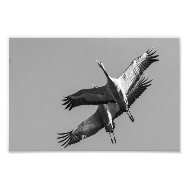 Foto Cranes (Frente)