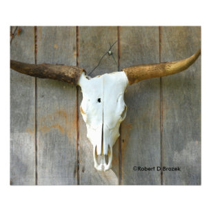 Foto Crânio de Bull em um fim da parede acima da