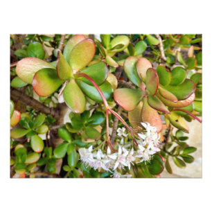 Foto Crassula ovata