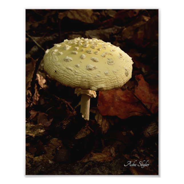 Foto Cream Bowtie (Frente)