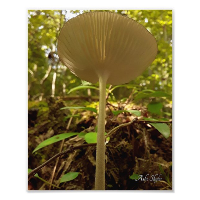 Foto Cream Majestade (Frente)