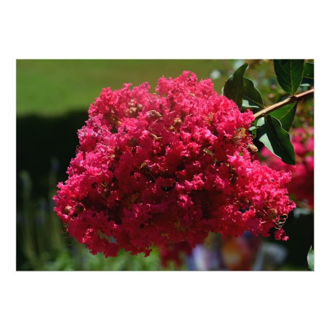 Foto Crepe Myrtle (Frente)