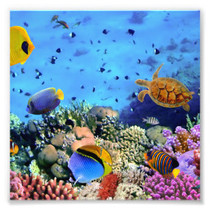 Foto Críaturas Coloridas do Recife de Coral