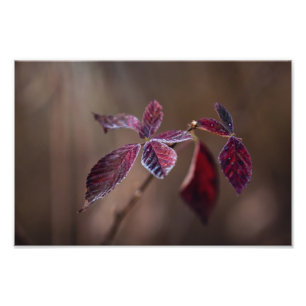 Foto Crimson...