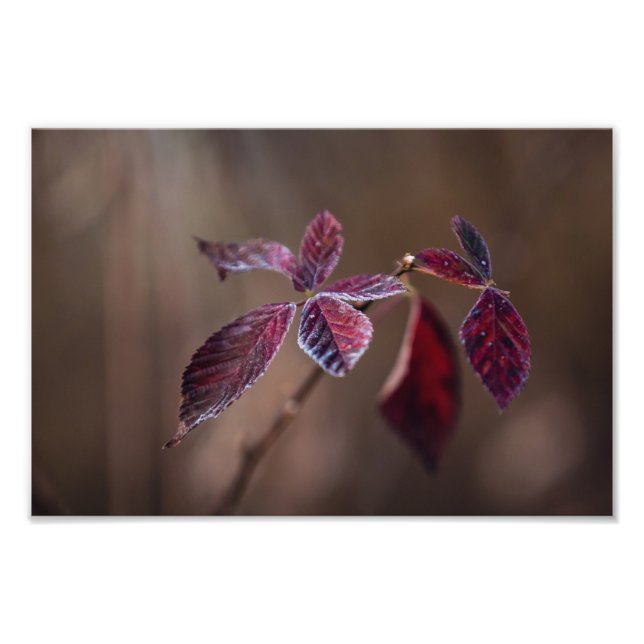 Foto Crimson-- (Frente)