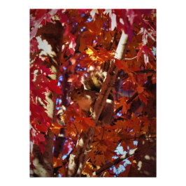 Foto "Critério Colorido"