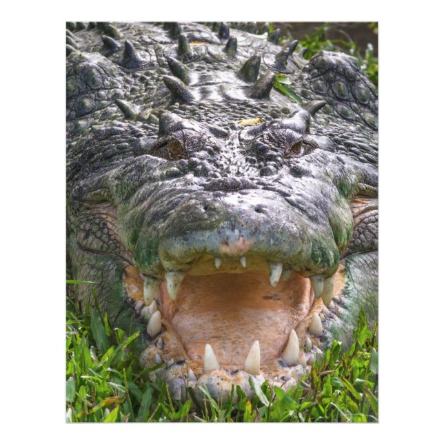 Foto Crocodilo de água salgada em Kakadu, Território No (Frente)
