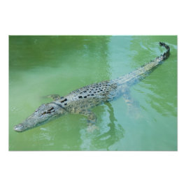 Foto Crocodilo de Saltwater na Austrália