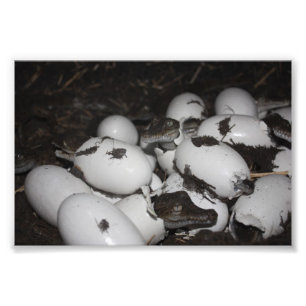 Foto Crocodilos de Bebê