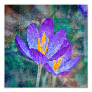 Foto Crocus