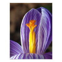 Crocus Blossom - Impressão de arte fina