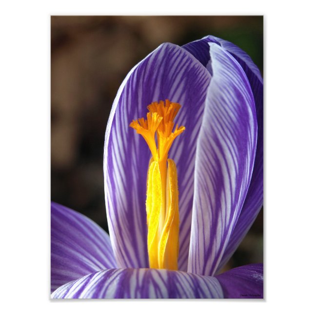 Foto Crocus Blossom - Impressão de arte fina (Frente)