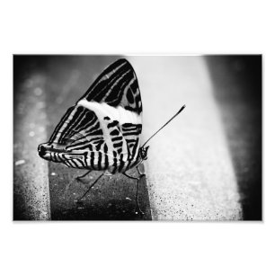 Foto cruzamento de borboleta