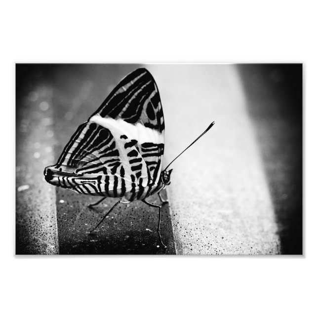 Foto cruzamento de borboleta (Frente)
