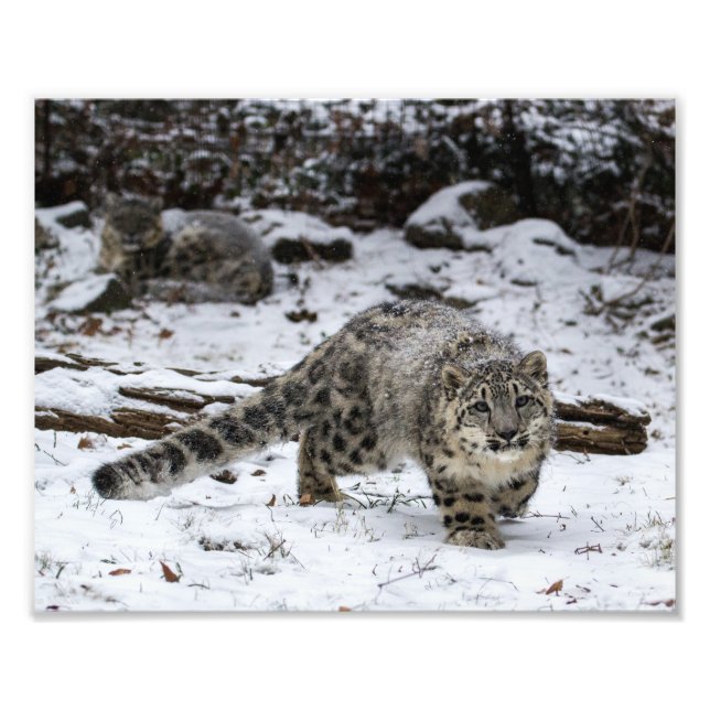 Foto Cubo Leopardo de Neve (Frente)