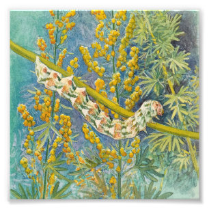 Foto Cucullia Absinthii Wormwood Caterln