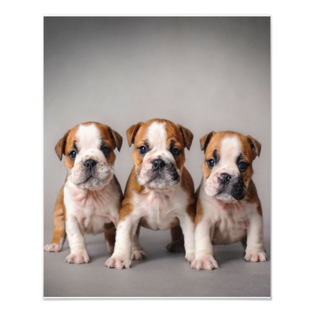 Foto Cuppies de Bulldog Cortes | Presente para adultos  (Frente)