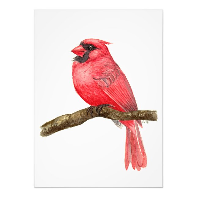 Foto Cura-d-água de aves cardinhas (Frente)