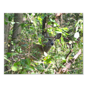 Foto Curiosa Whitetail Deer