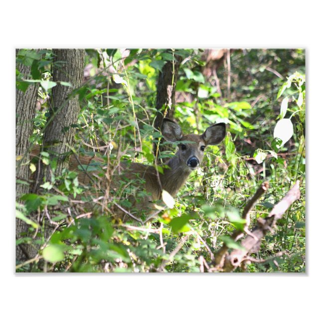 Foto Curiosa Whitetail Deer (Frente)