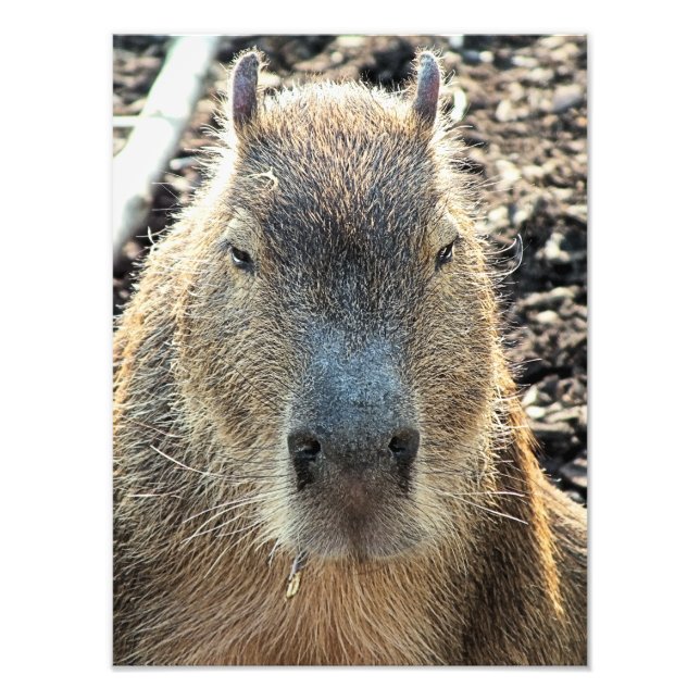 FOTO CUTE CAPYBARA (Frente)