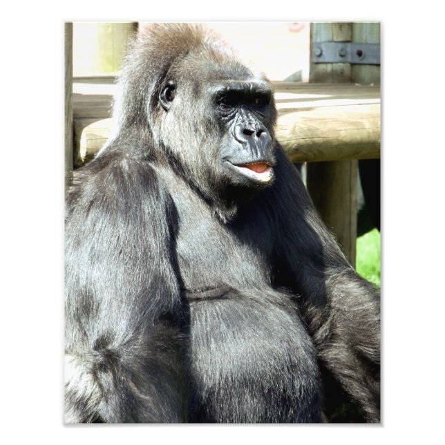 FOTO CUTE GORILLA (Frente)