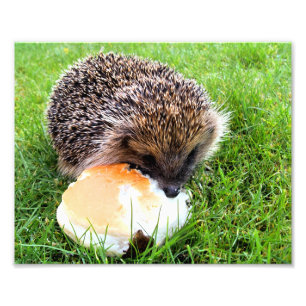 FOTO CUTE HEDGEHOG