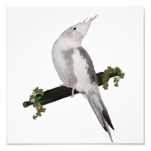 Foto Cute Lutino Cockatiel Bird Ivy Perch Animal