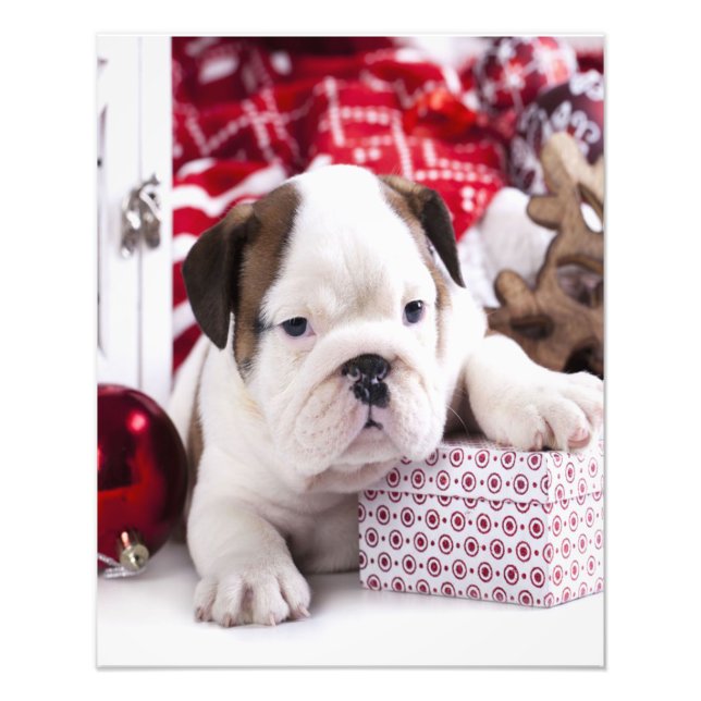 Foto Cute Puppy English Buldogue | Natal engraçado (Frente)