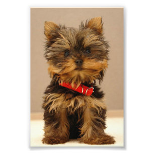 Foto Cute Yorkshire Terrier