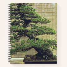 Foto da árvore do pinheiro branco japonês Bonsai