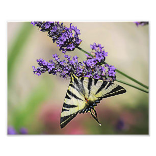 Foto da Borboleta Swallowtail