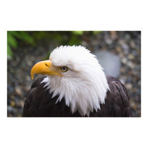 Foto da Cabeça de Águia Americana