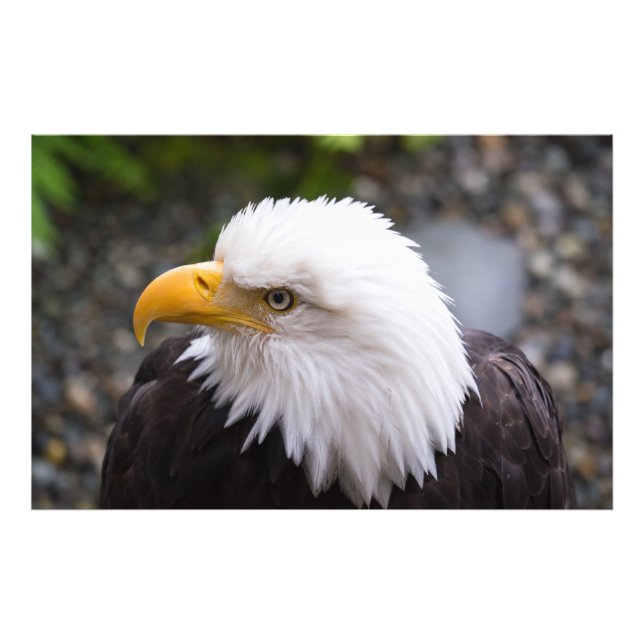 Foto da Cabeça de Águia Americana (Frente)