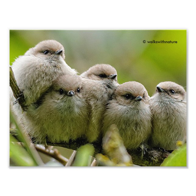 Foto da Família Songbird, Cute Bushtits (Frente)