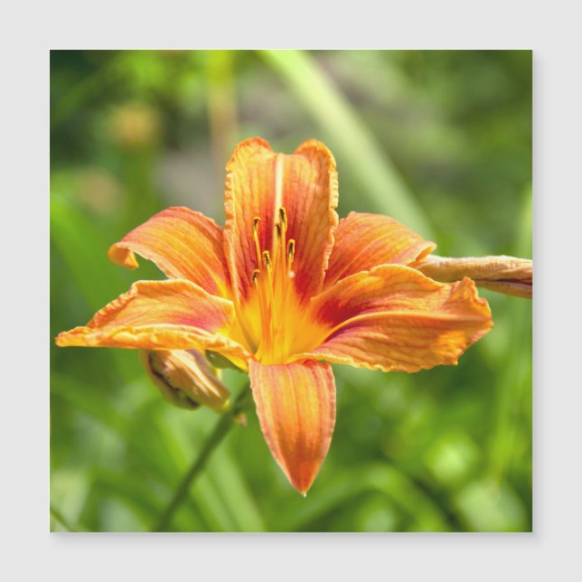 Foto da flor grande e fofa de Lírio (Frente)
