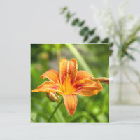 Foto da flor grande e fofa de Lírio