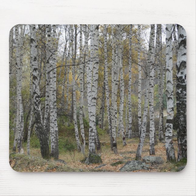 Foto da Floresta de Bétula no Mouse Pad (Frente)