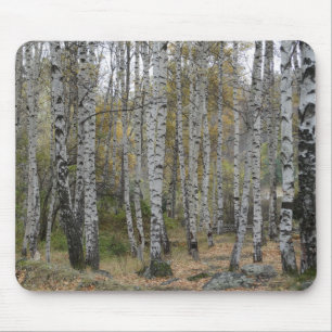 Foto da Floresta de Bétulas em Mousepad