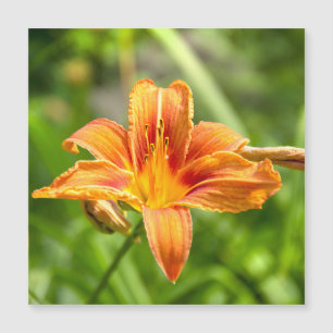 Foto da grande flor de Lírio fofa